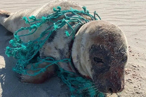 seal trapped in plastic net